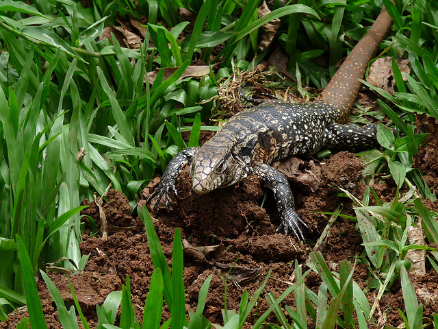 Tegu