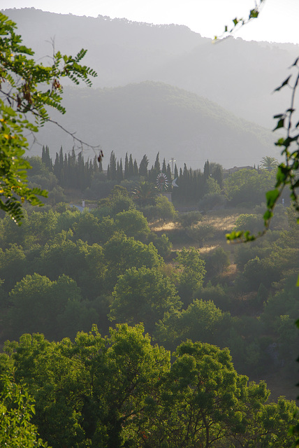 cypresses