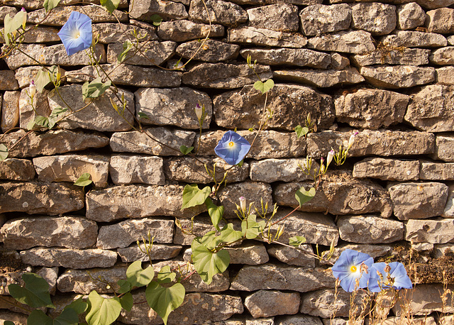 Wall, flowers - that is all...