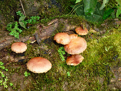 Fungi at Iguazu Falls