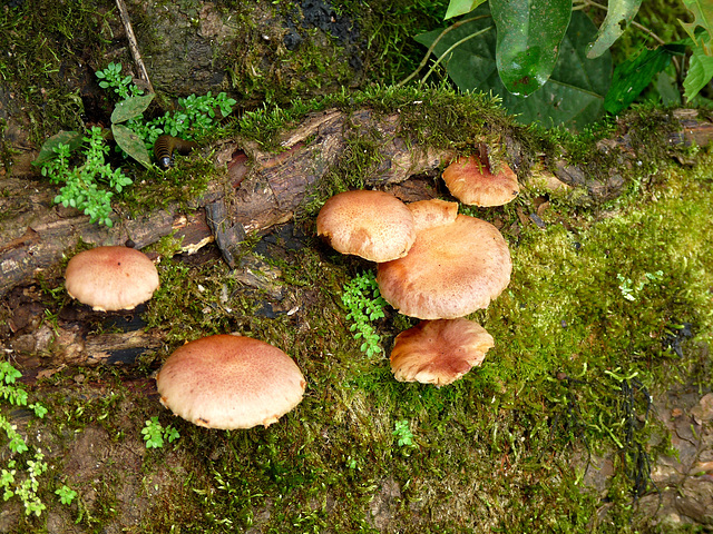 Fungi at Iguazu Falls