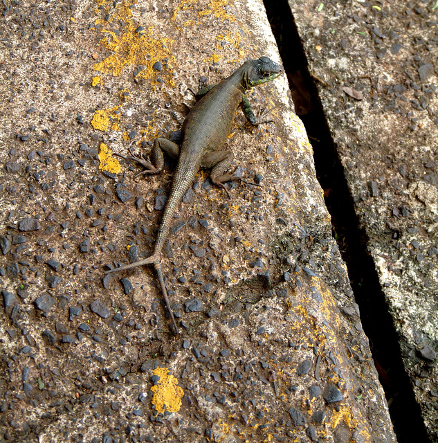 Fork-tailed Lizard