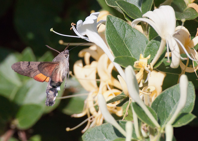 Hummingbird hawkmoth