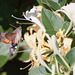 Hummingbird hawkmoth