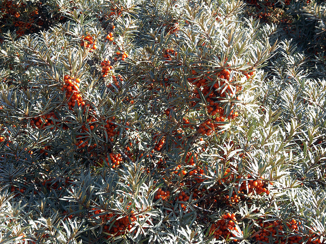 Sea Buckthorn