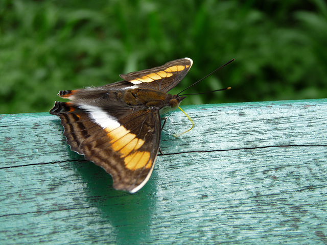 Butterfly Using Its Proboscis