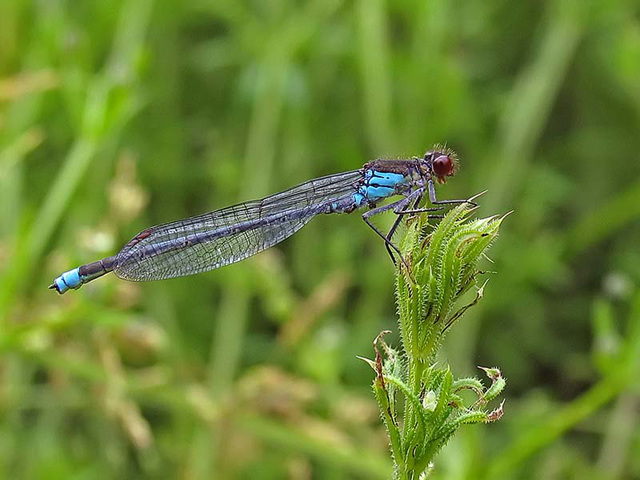 Red-eyed Damselfly