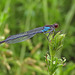 Red-eyed Damselfly