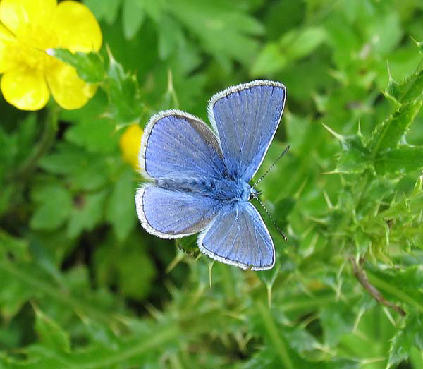 common blue