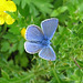 common blue