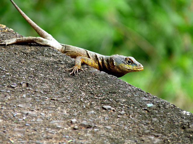 Lizard on the Alert