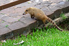 Coati