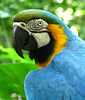 Blue and Yellow Macaw