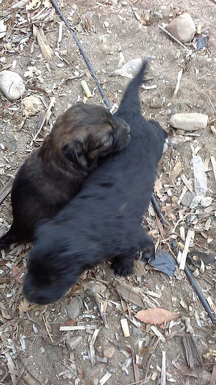 One of the black pups with the brindle pup