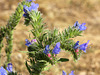 Viper's Bugloss