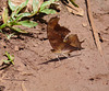 Pedestrian Butterfly (Identity?)