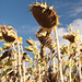 Dying sunflowers