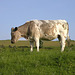 Winster cow
