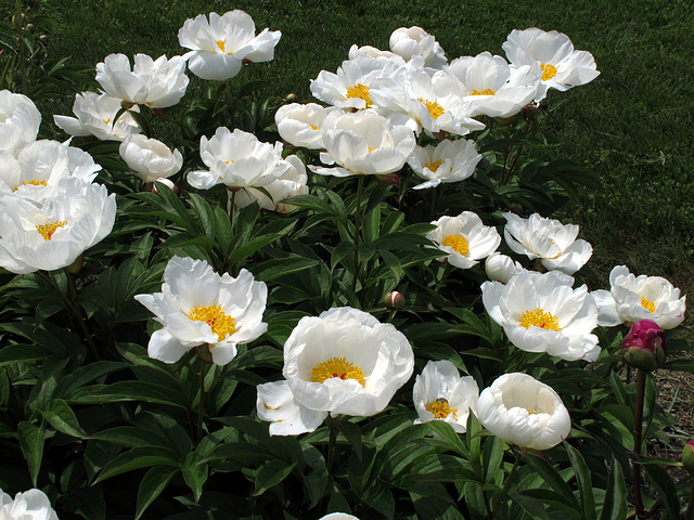 Hyde Park Peonies