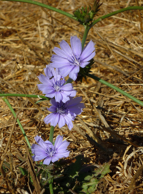 chicory and a tiny bee