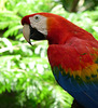 Scarlet Macaw