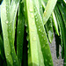 Raindrops on bluebell leaves