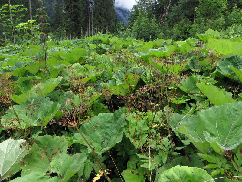 Üppige Vegetation