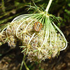 stripy shield bug