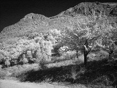 olive trees and mountain