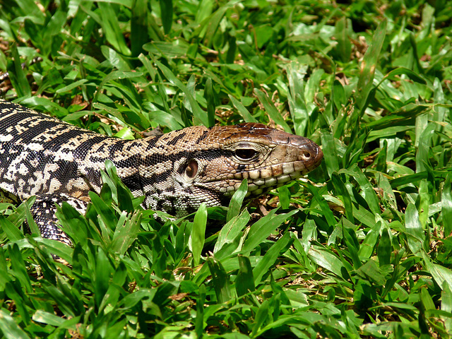 Tegu