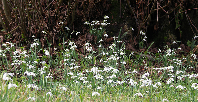 Snowdrops