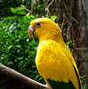 Golden Conure