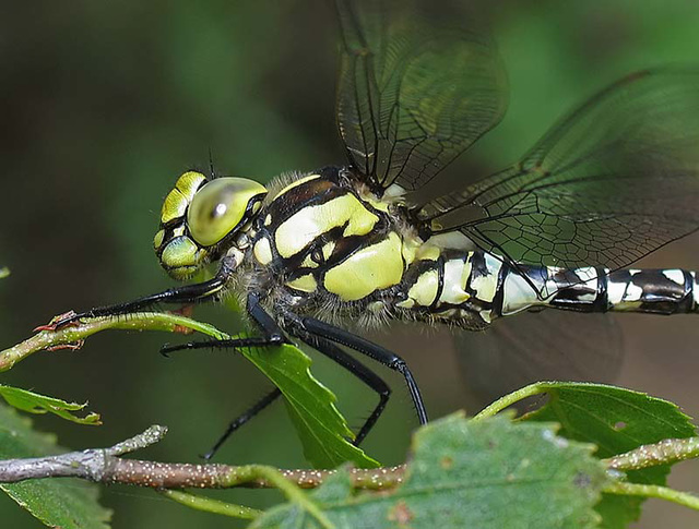 Southern Hawker