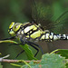 Southern Hawker