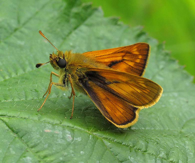 Large Skipper