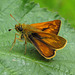 Large Skipper