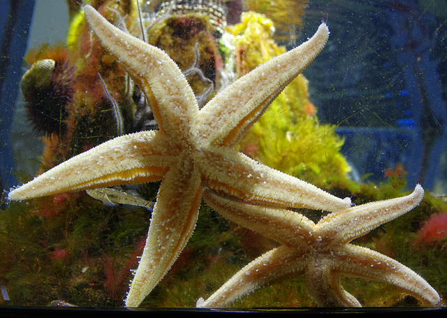 starfish