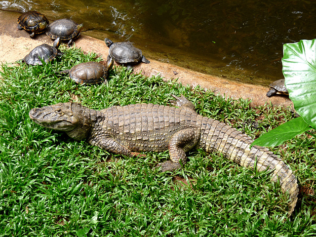 Cayman with Turtles