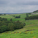 blackshaw farm