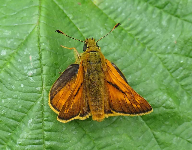 Large Skipper