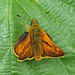 Large Skipper