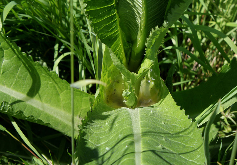 Dipsacus fullonum-Cardère à foulon (2)