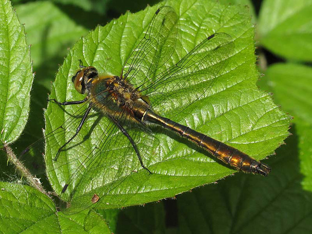Downy Emerald Downy Emerald