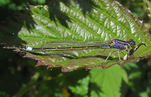 Blue-tailed Damselfly