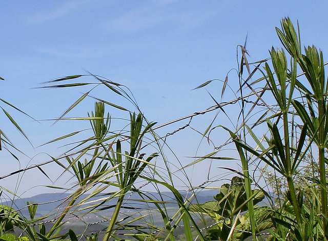 Bromus sterilis - Vers la liberté