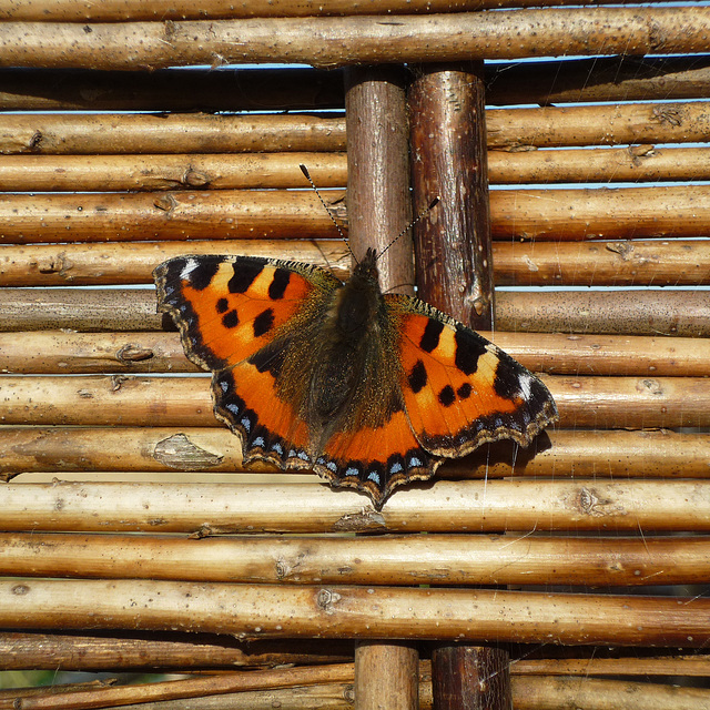 Small Tortoiseshell