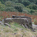 Rocks below Small Clough