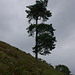 Lone Tree at Small Clough