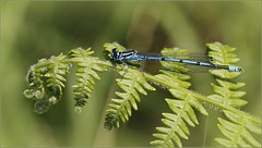 Agrion Jouvencelle