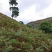 Lone Tree at Small Clough